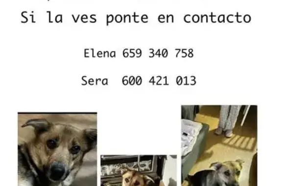 Perro Perdido en Gijón: Lisa, Muy Miedosa