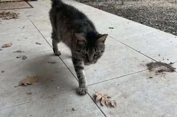 Chat trouvé : très docile et câline, Trespoux - photo