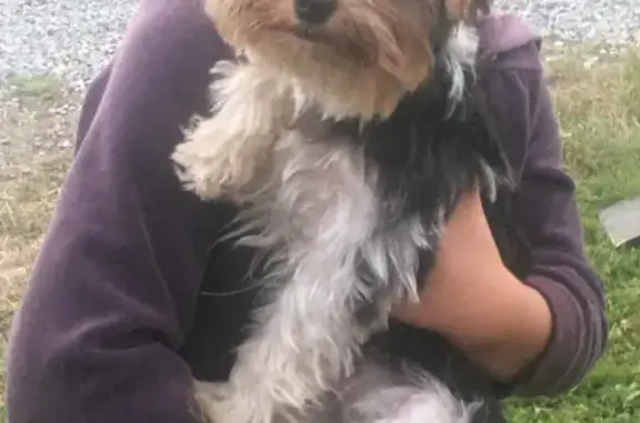 Chienne Biewer perdue à Marin - photo
