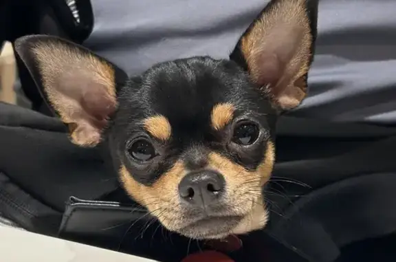 Chihuahua Milka disparu le 26/09 à Bordeaux - photo