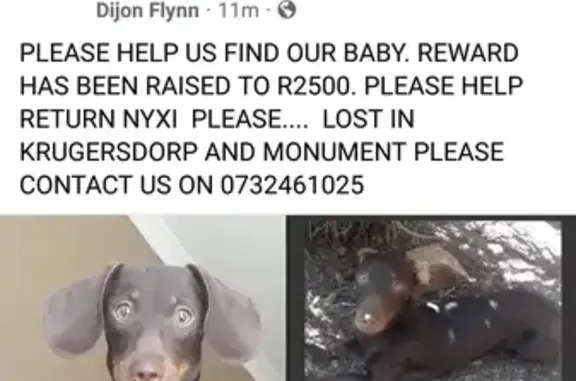 Lost Brown Dachshund 'Minxie' in Krugersdorp