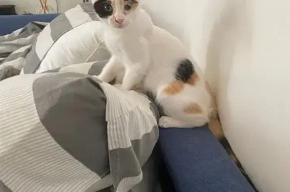 Animaux perdus Bagnolet, photo: Chaton craintif perdu, Bagnolet, rue Sadi Carnot