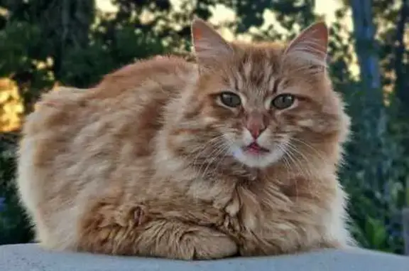 Chat perdu, mâle, Sauzet, Escouto Se Pleou - photo