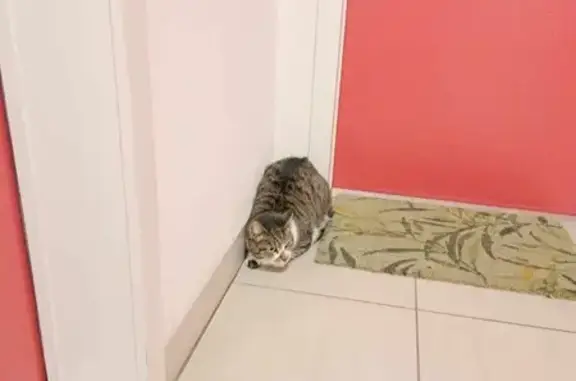 Chatte tricolore trouvée à Rennes - photo