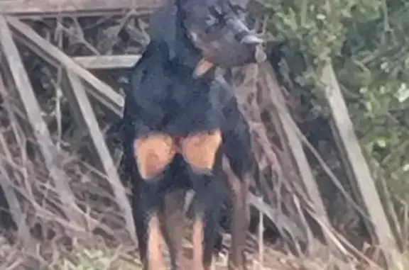 Chien trouvé : Jeune Beauceron/Boxer 25kg - photo