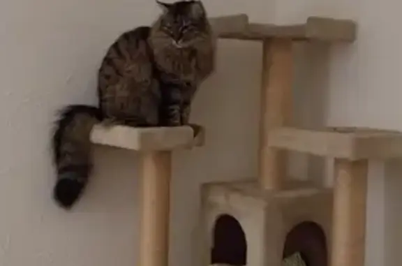 Chat perdu, Lorgues, photo: Chat mâle disparu à Lorgues, contactez-nous