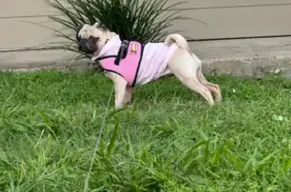 Lost Tan Pug in Snoopy Shirt at Hilaman Golf