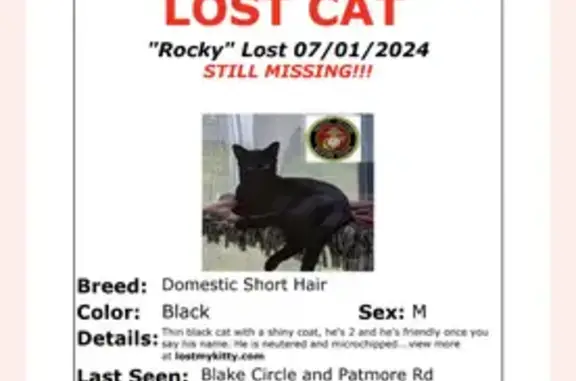 Lost 2yr Old Black Cat - Patmore Rd, Brick Twp