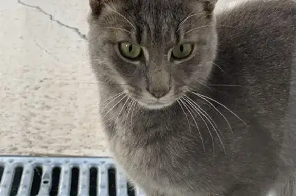 Chat trouvé Privas, photo: Chat mâle gris trouvé à Privas