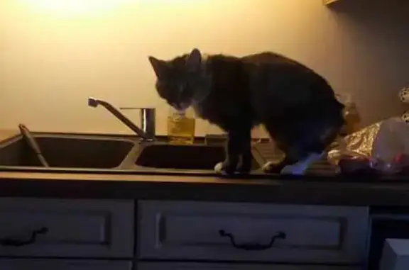Animaux perdus , photo: Chatte disparue vendredi 27 à Dangu