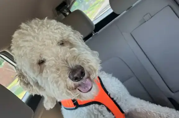 Lost Goldendoodle: Murphy on Rock Trail