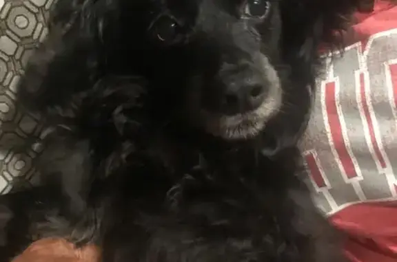 Missing: Small Black Dog in Osborn Park