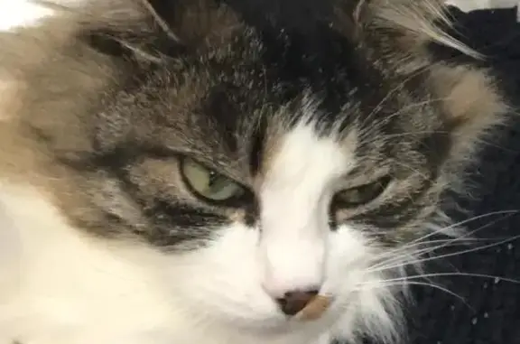 Animaux perdus Saint-Genis-Pouilly, photo: Chat perdu près de la clinique One Vet