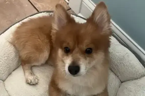 Lost Light Brown Pomeranian/German Shepherd