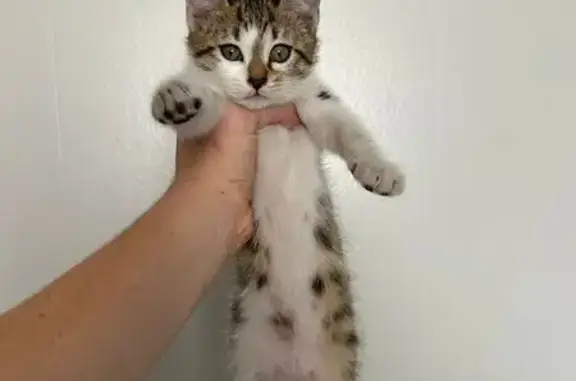 Chaton femelle trouvé à Cenon - photo