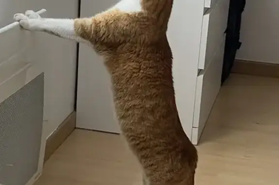 Chat européen roux et blanc perdu à Angers - photo