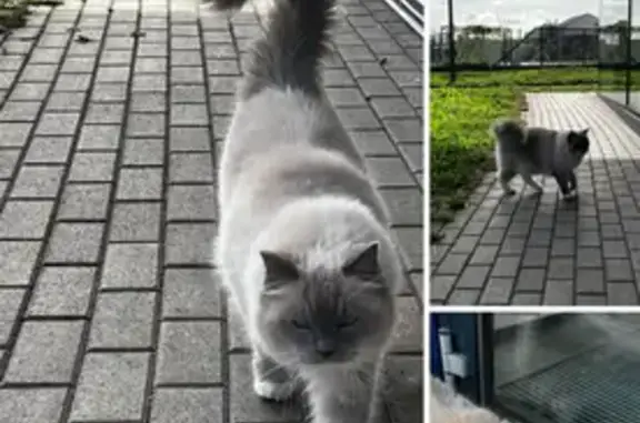 Chat trouvé URGENT, Terville Rue Gordini - photo