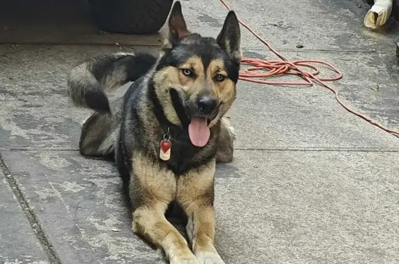 Lost Dog on MLK Jr Blvd, 2181 - Help Find!