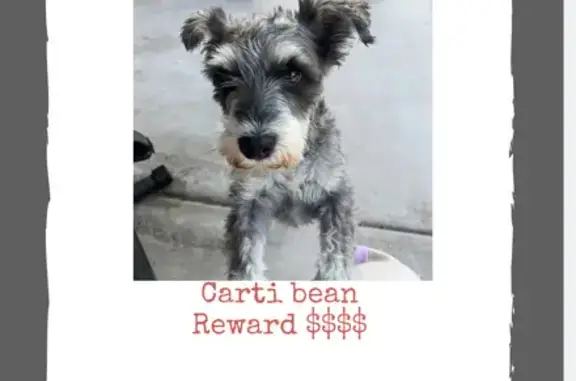 Lost Dog: Grey & White, Friendly, Las Vegas