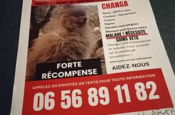 Animaux perdus Marseille Bompard, photo: Chien volé à Marseille, Spitz nain malade