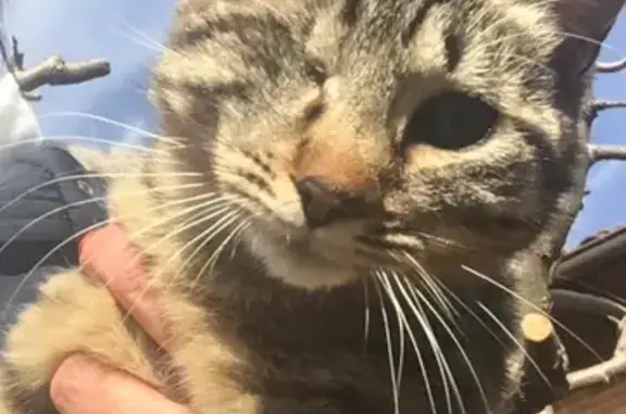 ¡Gata Gris Perdida en Vilecha! Ayuda Urgente