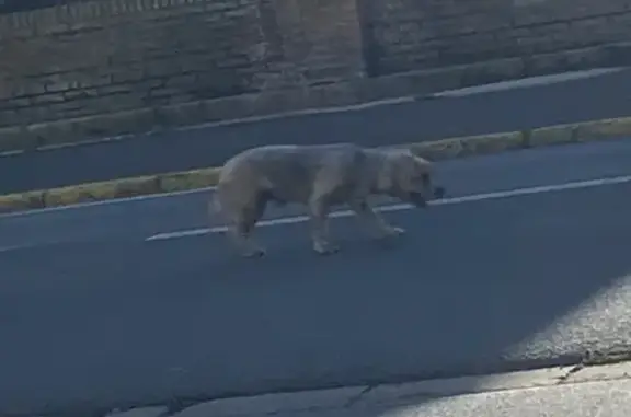 Petit chien trouvé Rue Kléber, Annay - photo