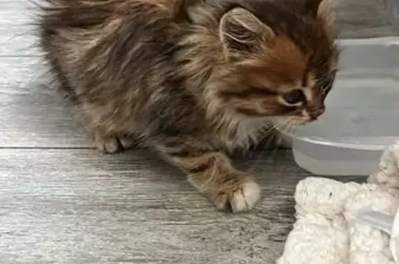 Chaton à poil long trouvé à Givors - photo