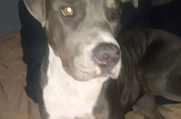 Lost Female Blue Pit Mix - Broken Tail