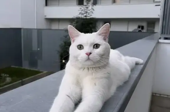 Chatte blanche British Shorthair perdue à Chambéry - photo