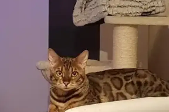 Animaux perdus Sundhouse, photo: Chat Bengal mâle castré perdu à Sundhouse