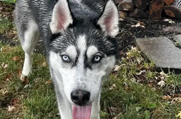 Found Friendly Husky - Seeking Owner! Call Now