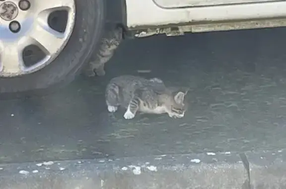 Chatons tigrés trouvés dans un Kangoo à Urville - photo