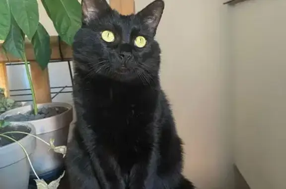 Chat perdu, Villeneuve-de-la-Raho, photo: Chat noir mâle perdu à Villeneuve-de-la-Raho