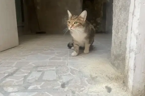 Chat tigré trouvé rue Saint-Romain, Châtellerault - photo