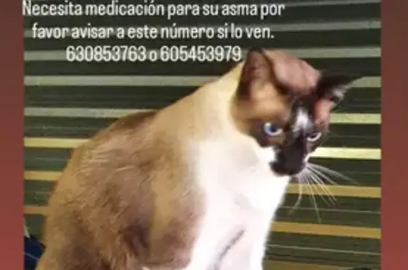 Perdido: Gato Siamés Azul, 9kg, Cariñoso y Asmático