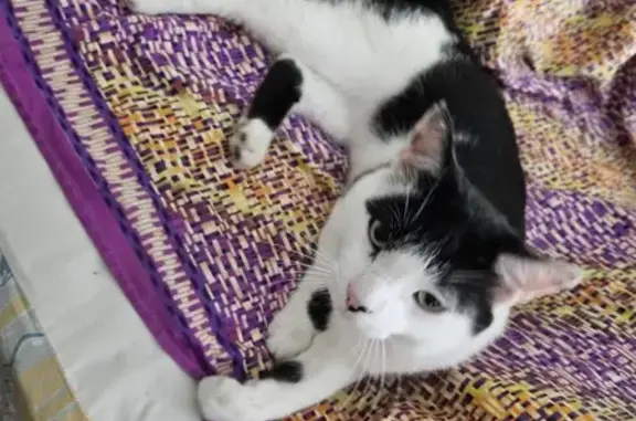 Found: Sweet Black/White Cat on Privilege St.