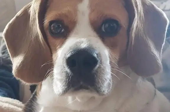 Beagle disparue à Marthe Café Céramique - photo