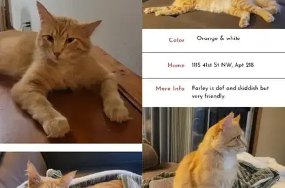 Missing Cat: Deaf, Skittish, 1-Year-Old Farley