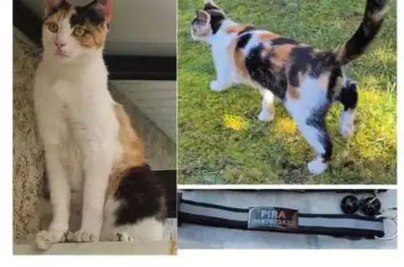 Animaux perdus Pessac, photo: Chatte tricolore perdue à Pessac