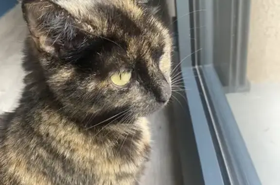 Animaux perdus Saint-Étienne, photo: Chatte écaille de tortue disparue à St-Étienne