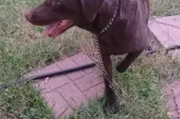 Terrified Dog Found Under Shed on Misty Ridge