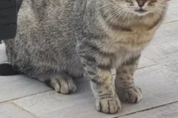 Chat trouvé rue Louis Aulagne, Oullins - photo