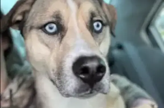 Missing Husky Mix: Blue Eyes, Tan & Black Fur