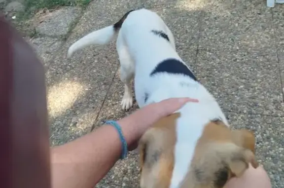 Chien trouvé à Manthes, cherche propriétaire - photo