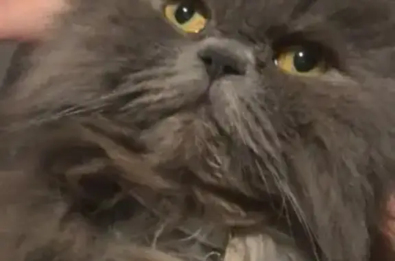 Chat perdu, , photo: Chatte persane grise disparue à Bournand