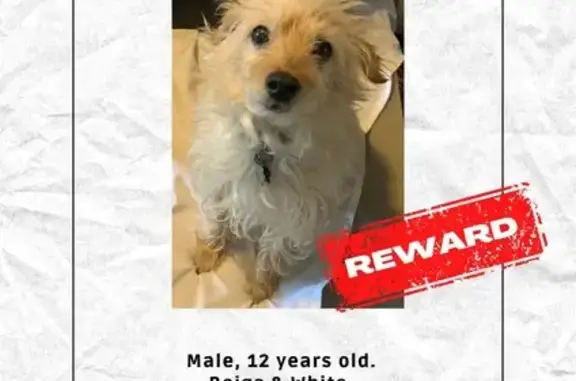 Missing Morkie: Male, White/Beige in Vaughan