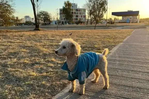 Perro Perdido: Caniche Blanco en Córdoba