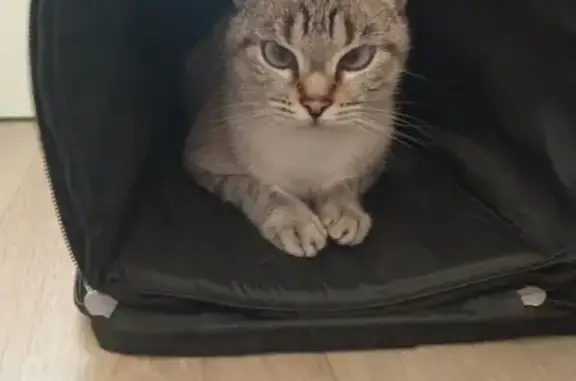 Chatte crème trouvée rue Ancel, Compiègne - photo