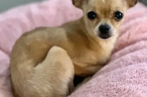 Missing Tiny Chihuahua in Kansas City