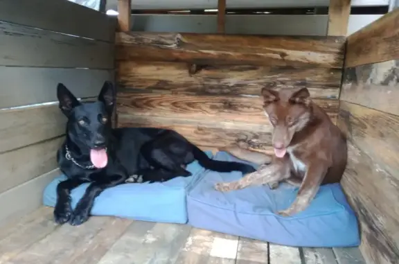 Found: Sweet Black Shepard/Belgian Mix